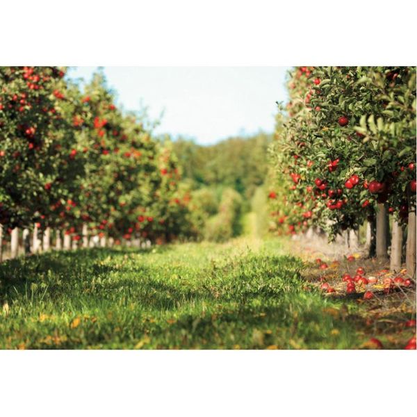party decoration orchard fruit tree backdrop born wedding pography background studio props family holiday po booth
party decoration orchard fruit tree backdrop born wedding pography background studio props family holiday po booth