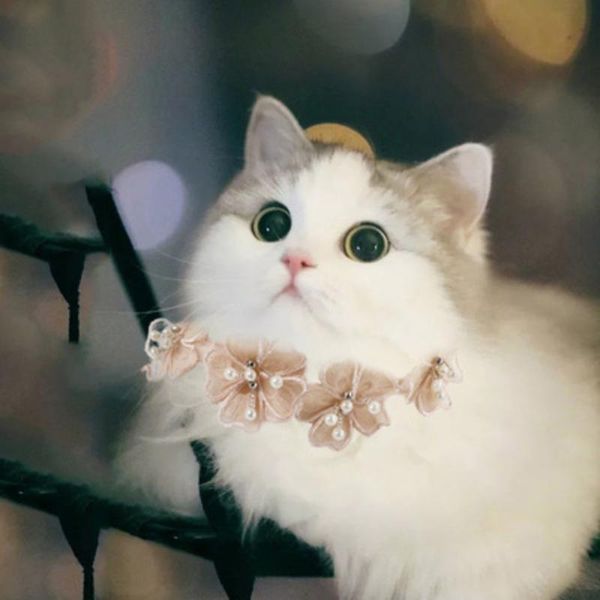 cat collars & leads fllower lace collar necklace sweet buckle flowers for everyday walking/party/holiday/wedding/birthday decor
cat collars & leads fllower lace collar necklace sweet buckle flowers for everyday walking/party/holiday/wedding/birthday decor