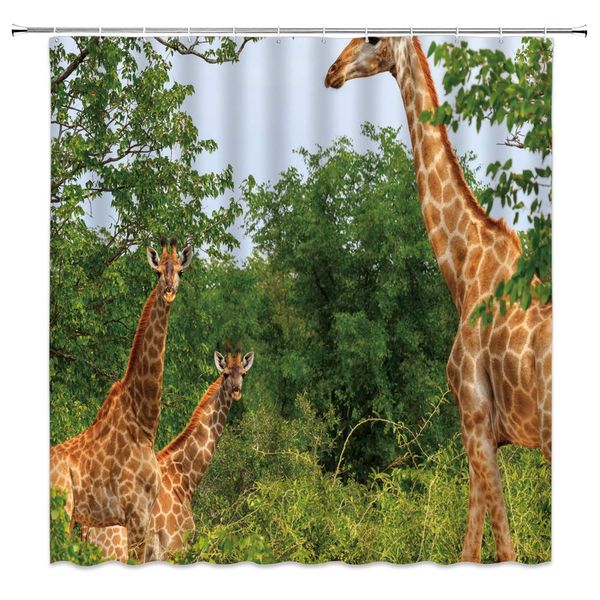 giraffe shower curtain a group of tall giraffes the tropical jungle of the african savannah,70x70 inch polyester fabric bathroom
giraffe shower curtain a group of tall giraffes the tropical jungle of the african savannah,70x70 inch polyester fabric bathroom