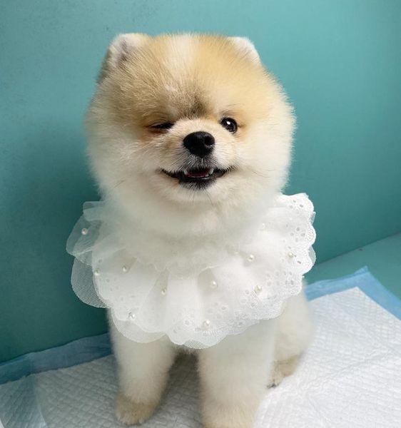 dog apparel cute pet cats collars necklace pink white lace cloth bibs collar puppy supplies for small jewelry accessories teddy
dog apparel cute pet cats collars necklace pink white lace cloth bibs collar puppy supplies for small jewelry accessories teddy