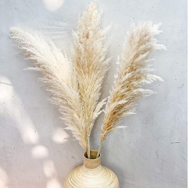 decorative flowers & wreaths wedding decoration pampas grass decor 5pcs dried artificial for home
decorative flowers & wreaths wedding decoration pampas grass decor 5pcs dried artificial for home