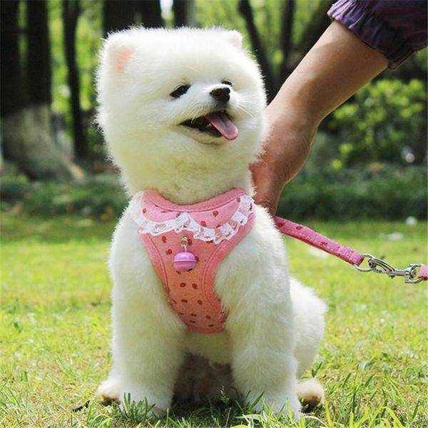 dog collars & leashes pgy pet cat bow chest belt breathable adjustable vest small medium teddy chihuahua strap traction rope
dog collars & leashes pgy pet cat bow chest belt breathable adjustable vest small medium teddy chihuahua strap traction rope