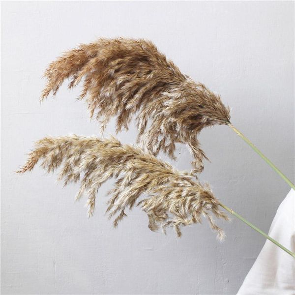 decorative flowers & wreaths 60cm 10pcs natural dried big pampas grass phragmites wedding ceremony home reed plants valentine's day par
decorative flowers & wreaths 60cm 10pcs natural dried big pampas grass phragmites wedding ceremony home reed plants valentine's day par