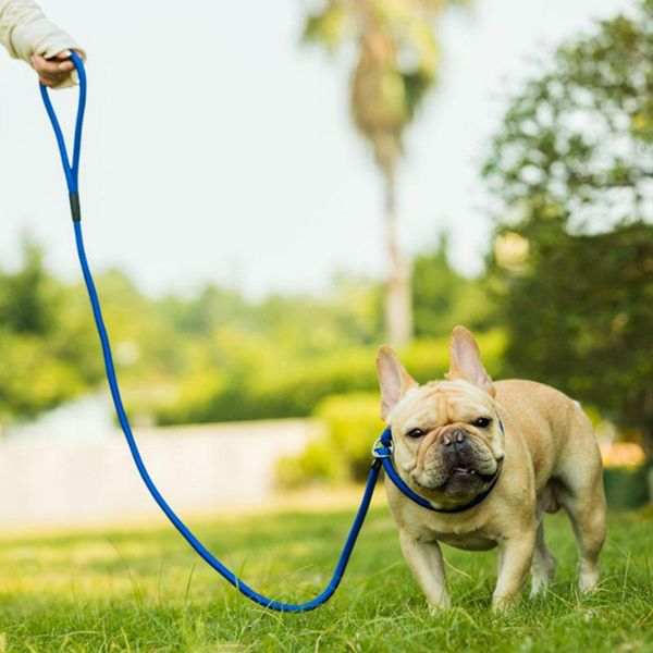 dog leash running walk for large small pets leashes dogs rope nylon tenacity 5 colors 3 sizes collars &
dog leash running walk for large small pets leashes dogs rope nylon tenacity 5 colors 3 sizes collars &