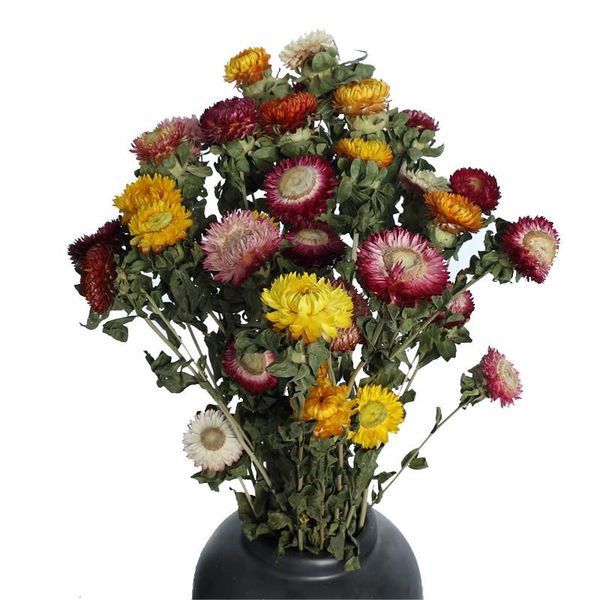 10pcs mixed olor dried flowers pute nutral strawflower bunch for home decor decorative & wreaths
10pcs mixed olor dried flowers pute nutral strawflower bunch for home decor decorative & wreaths