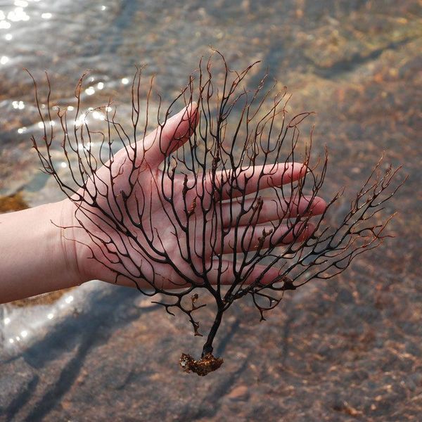 natural black sea tree fish tank aquarium decoration coral ornament plants for decorations
natural black sea tree fish tank aquarium decoration coral ornament plants for decorations