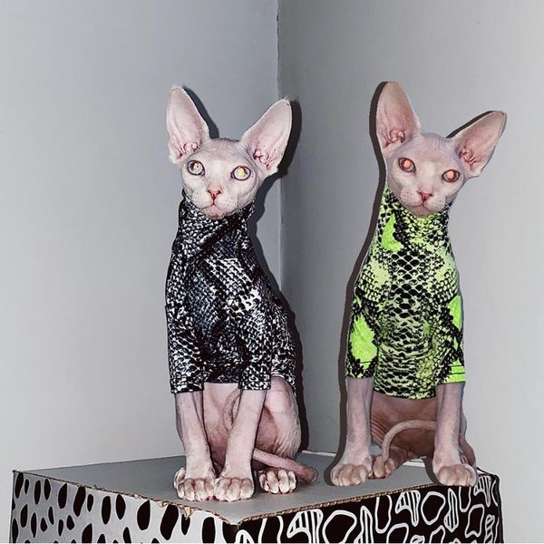 cat costumes cute sphynx clothes spring summer vest outfit snake partern for kitten pet jacket costume fashion hip hop
cat costumes cute sphynx clothes spring summer vest outfit snake partern for kitten pet jacket costume fashion hip hop