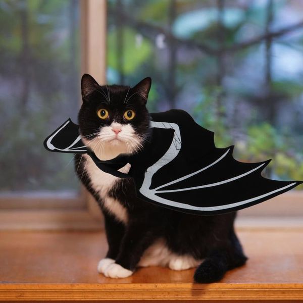 cat costumes 1pc bat cosplay costume pet gift
cat costumes 1pc bat cosplay costume pet gift