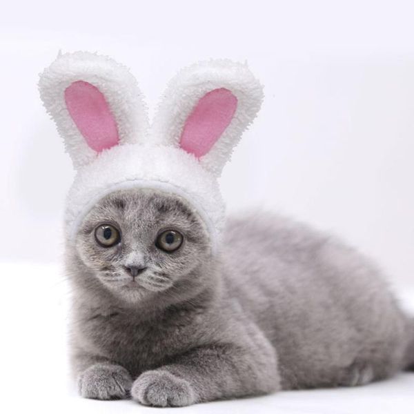 funny easter cute costume cap headdress hat with ears for cats and small dogs pet products 2021 cat collars & leads
funny easter cute costume cap headdress hat with ears for cats and small dogs pet products 2021 cat collars & leads
