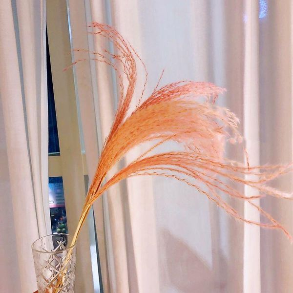 real pampas grass natural dried flowers plants wedding bouquet for home aesthetic room decor vase decoration accessor decorative & wreaths
real pampas grass natural dried flowers plants wedding bouquet for home aesthetic room decor vase decoration accessor decorative & wreaths
