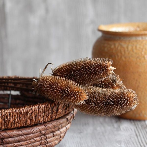 3/5/10/15/30pcs natural dried flowers eucalyptus acorn leaf branch wedding home party decoration wheat pine for nordi z2x4 decorative & wrea
3/5/10/15/30pcs natural dried flowers eucalyptus acorn leaf branch wedding home party decoration wheat pine for nordi z2x4 decorative & wrea