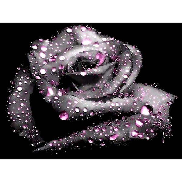 diamond painting 5d full square/round rhinestones diy mosaic black rose cross stitch craft square resin embroidery
diamond painting 5d full square/round rhinestones diy mosaic black rose cross stitch craft square resin embroidery