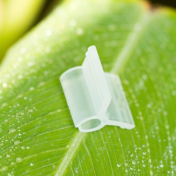200pcs 2mm caliber plant grafting clips vegetables tomato vine stalks grow support fixing planters & pots
200pcs 2mm caliber plant grafting clips vegetables tomato vine stalks grow support fixing planters & pots