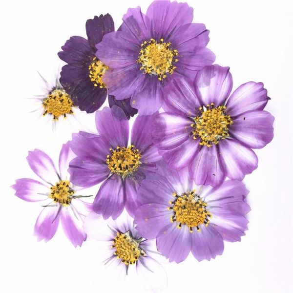 decorative flowers & wreaths 100pcs,natural pressed calliopsis flowers,real touch flower diy art craft bookmark gift nail decoration,diy wed
decorative flowers & wreaths 100pcs,natural pressed calliopsis flowers,real touch flower diy art craft bookmark gift nail decoration,diy wed