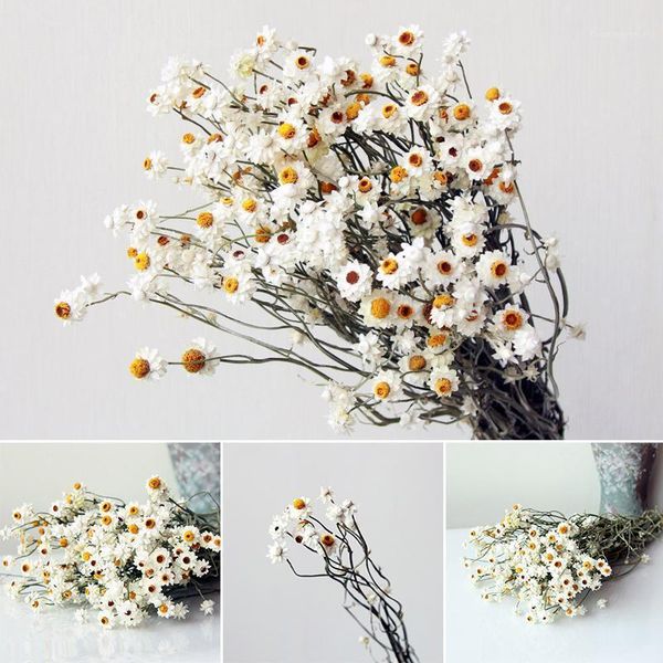 decorative flowers & wreaths fleurs séchées dried flower chrysanthemum natural floral plants real bouquets home decoration pography props we
decorative flowers & wreaths fleurs séchées dried flower chrysanthemum natural floral plants real bouquets home decoration pography props we