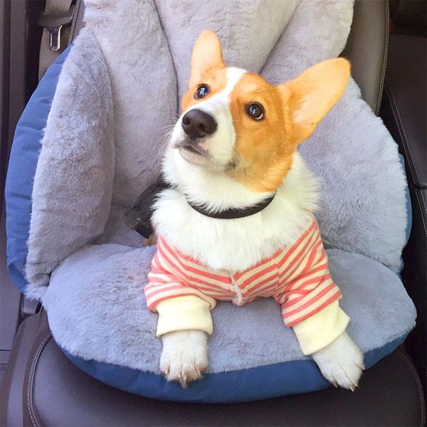 dog houses & kennels accessories pet car beds mats warm cat nest kennel soft and comfortable safety portable buckle fixed travel
dog houses & kennels accessories pet car beds mats warm cat nest kennel soft and comfortable safety portable buckle fixed travel