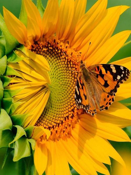 diamond painting sunflower butterfly flower square round decoration customizable wall art for bedroom
diamond painting sunflower butterfly flower square round decoration customizable wall art for bedroom