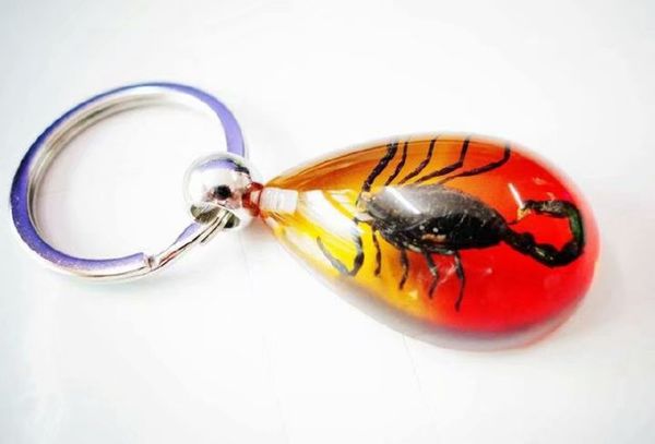10 pcs keychain real black scorpion king colorful drop design key ring, Slivery;golden
10 pcs keychain real black scorpion king colorful drop design key ring, Slivery;golden