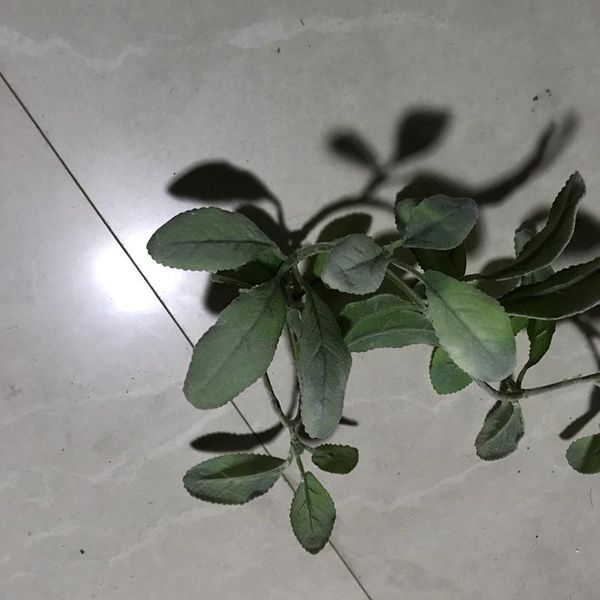 decorative flowers & wreaths artificial silk ear green plant vine fall leaves home christmas wedding decoration diy floral arrangment
decorative flowers & wreaths artificial silk ear green plant vine fall leaves home christmas wedding decoration diy floral arrangment