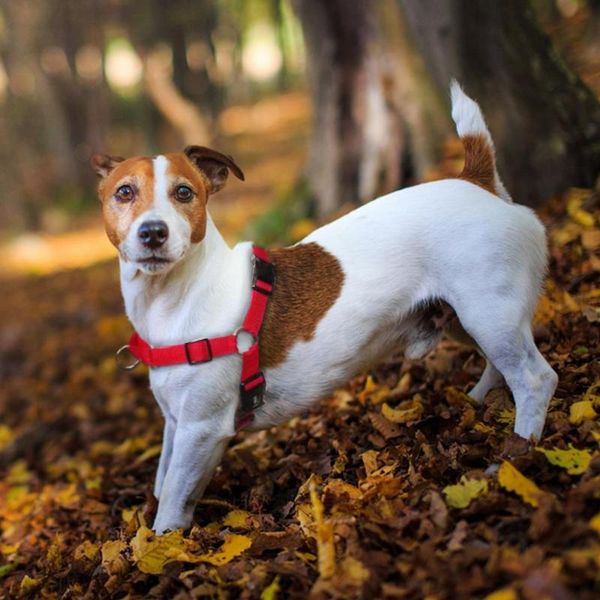 dog collars & leashes nylon no pull harness choke training dogs harnesses front fastening spulling s m l xl
dog collars & leashes nylon no pull harness choke training dogs harnesses front fastening spulling s m l xl