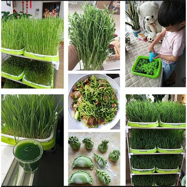 germination sprouting tray grow labels nursery planting box plastic props set tools planters & pots
germination sprouting tray grow labels nursery planting box plastic props set tools planters & pots