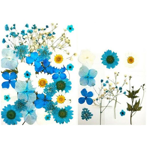 pressed flowers small dried scrapbooking dry diy preserved flower bookmark epoxy plant specimen decorative & wreaths
pressed flowers small dried scrapbooking dry diy preserved flower bookmark epoxy plant specimen decorative & wreaths