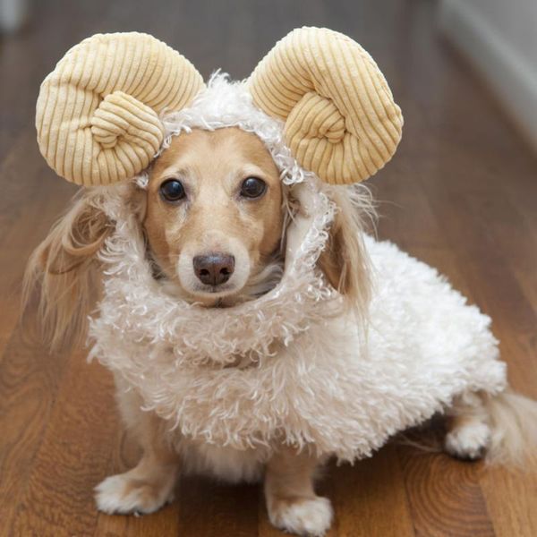dog apparel pet costume set cotton lovely goat shape supplies cat party dress up 
dog apparel pet costume set cotton lovely goat shape supplies cat party dress up