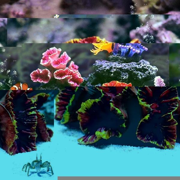 aquarium coral decoration fish tank hiding mountain cave betta hideaway rock reef ornament natural environments decor decorations
aquarium coral decoration fish tank hiding mountain cave betta hideaway rock reef ornament natural environments decor decorations