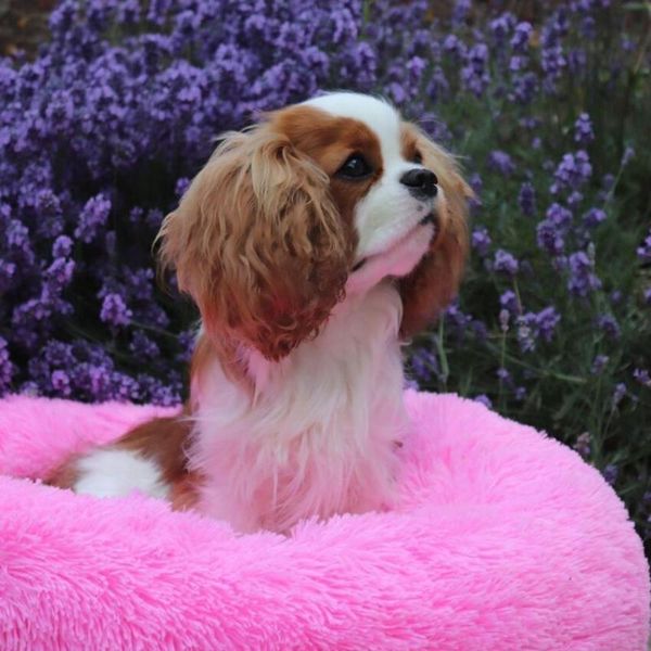 kennels & pens manufacturers direct sales thick pv velvet round pet nest pad deep sleep cat kennel supplies
kennels & pens manufacturers direct sales thick pv velvet round pet nest pad deep sleep cat kennel supplies