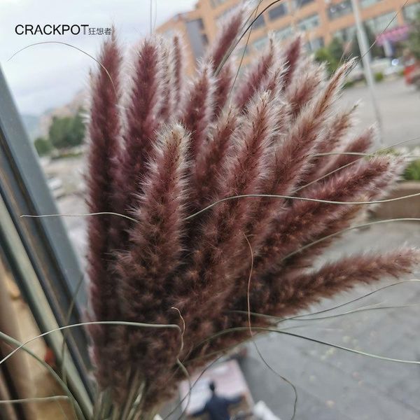 decorative flowers & wreaths 15pcs natural dried small pampas grass pantas wedding arrangement real bouquet artificiales plants home decor
decorative flowers & wreaths 15pcs natural dried small pampas grass pantas wedding arrangement real bouquet artificiales plants home decor