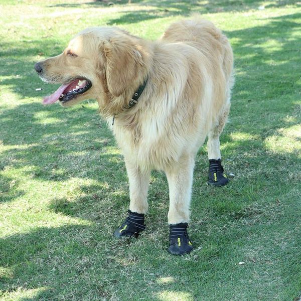 dog apparel promotional pet winter boots rain shoes waterproof for walking hiking
dog apparel promotional pet winter boots rain shoes waterproof for walking hiking