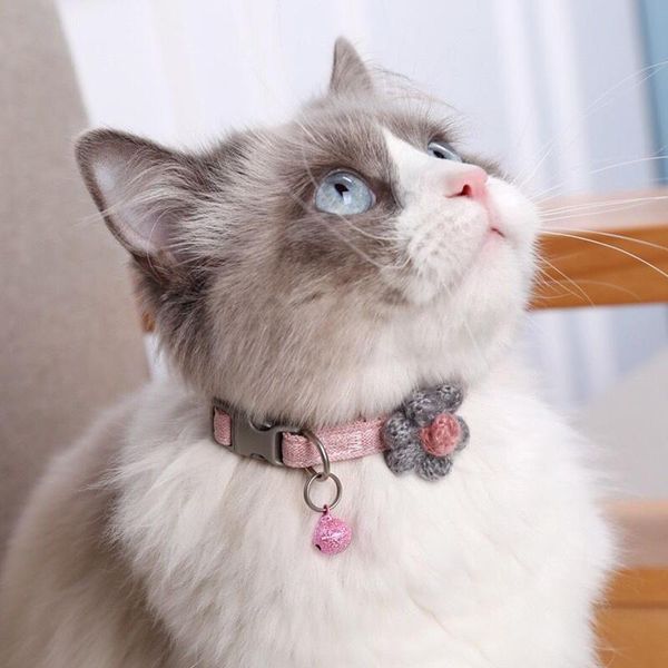 cat collars & leads collar adjustable decor with bell for small dogs chihuahua pet products puppy soft accessories
cat collars & leads collar adjustable decor with bell for small dogs chihuahua pet products puppy soft accessories