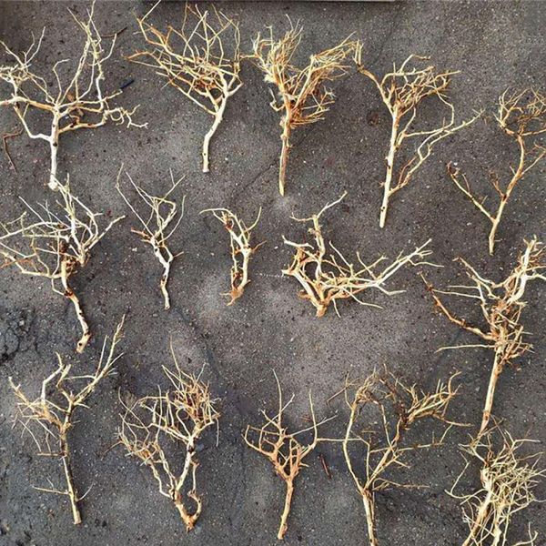 decorations 1pc random size mini driftwood small tree branches for aquarium fish tank ornaments landscaping bonsai
decorations 1pc random size mini driftwood small tree branches for aquarium fish tank ornaments landscaping bonsai