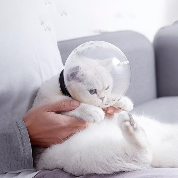 cat carriers,crates & houses pet anti-licking protective space hood grooming muzzle anti bite breathable mask headgear pets supplies accesso
cat carriers,crates & houses pet anti-licking protective space hood grooming muzzle anti bite breathable mask headgear pets supplies accesso
