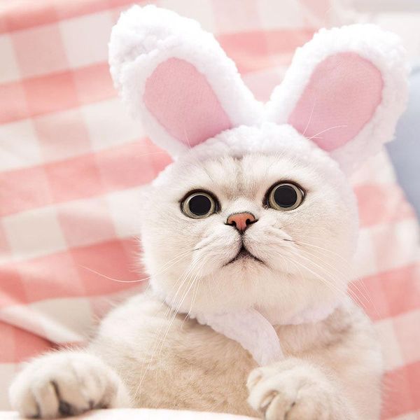 cat costumes cap costume clothes warm hat for accessories christmas cosplay po props headwear
cat costumes cap costume clothes warm hat for accessories christmas cosplay po props headwear