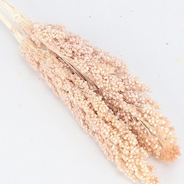 decorative flowers & wreaths natural wheat dry grass bouquet bundle ears flower diy wedding floral for home pography deskdecoration
decorative flowers & wreaths natural wheat dry grass bouquet bundle ears flower diy wedding floral for home pography deskdecoration