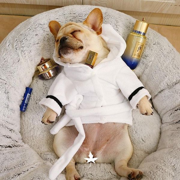 dog apparel clothing teddy puppy clothes cat absorbent bathrobe summer jarre aero bull pet supplies for medium dogs
dog apparel clothing teddy puppy clothes cat absorbent bathrobe summer jarre aero bull pet supplies for medium dogs