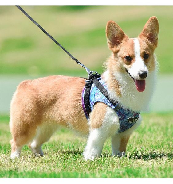 dog apparel style traction rope burden reduction vest-style chest harness small and medium-sized dogs pet products
dog apparel style traction rope burden reduction vest-style chest harness small and medium-sized dogs pet products