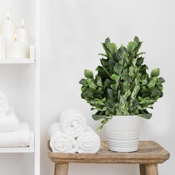 decorative flowers & wreaths 5 forks/bouquet 25 leaves 32cm artificial green camellia branch simulation plants home balcony garden landscape
decorative flowers & wreaths 5 forks/bouquet 25 leaves 32cm artificial green camellia branch simulation plants home balcony garden landscape
