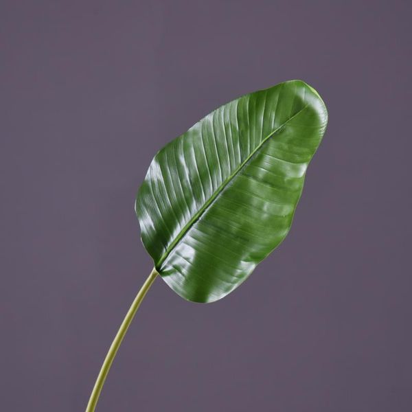 decorative flowers & wreaths 98cm single branch tropical plant artificial bird of paradise leaf fake plastic palm tree leaves for home party
decorative flowers & wreaths 98cm single branch tropical plant artificial bird of paradise leaf fake plastic palm tree leaves for home party