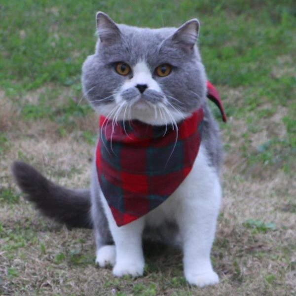 trend cat triangle scarf fashion dog lattice saliva towel puppy creative pet birthday gift costumes
trend cat triangle scarf fashion dog lattice saliva towel puppy creative pet birthday gift costumes