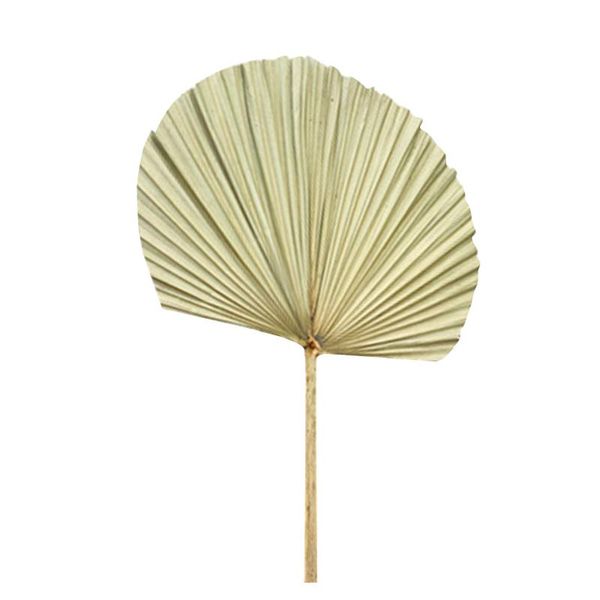 other home decor palm fan leaf dried flower window reception party art wall hanging decoration wedding arch arrangement dependable
other home decor palm fan leaf dried flower window reception party art wall hanging decoration wedding arch arrangement dependable