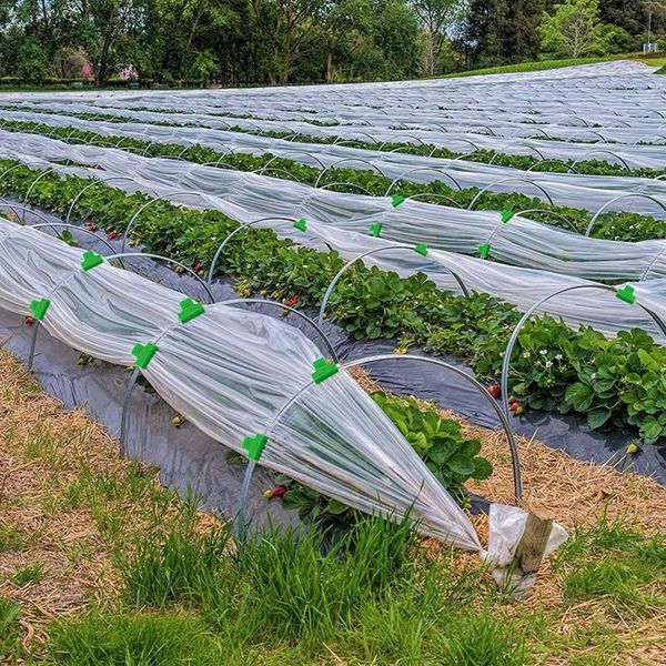 other garden supplies 20 pieces of plastic film buckle clip greenhouse fruit grower planting accessories gardening
other garden supplies 20 pieces of plastic film buckle clip greenhouse fruit grower planting accessories gardening