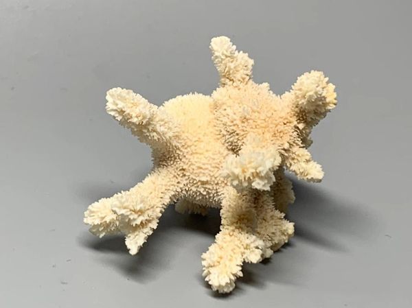 novelty items natural shells and conch, the selection of collections, rare shellfish
novelty items natural shells and conch, the selection of collections, rare shellfish