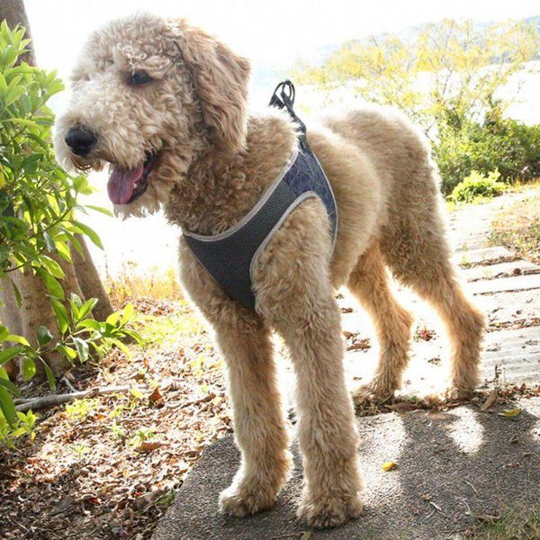 dog collars & leashes hand holding rope vest chest strap reflective soft comfortable nylon material adjustable durable pet supplies
dog collars & leashes hand holding rope vest chest strap reflective soft comfortable nylon material adjustable durable pet supplies
