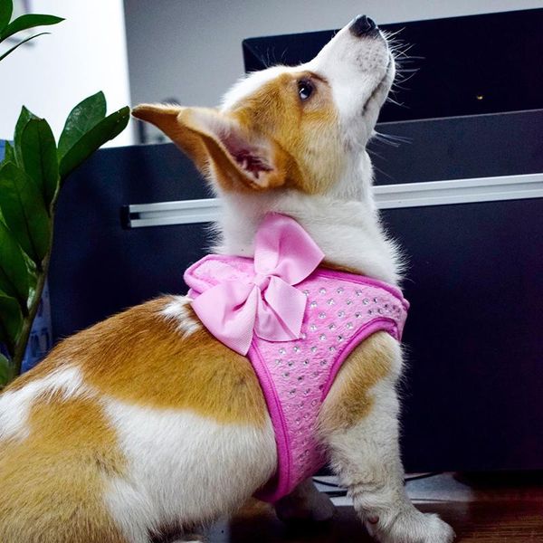 dog collars & leashes cat vest pink bow walking lead leash for puppy small and medium dogs collar no pull pet supplies
dog collars & leashes cat vest pink bow walking lead leash for puppy small and medium dogs collar no pull pet supplies