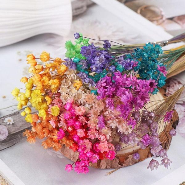 decorative flowers & wreaths small star flower dried chrysanthemum daisy art decoration lipstick drop glue with diy
decorative flowers & wreaths small star flower dried chrysanthemum daisy art decoration lipstick drop glue with diy