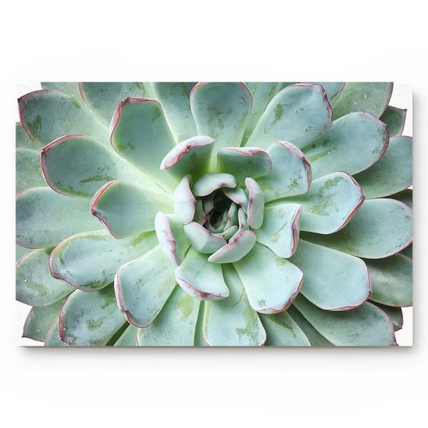 cushion/decorative pillow cactus tropical plant green simple door mats bedroom kitchen bathroom non-slip
cushion/decorative pillow cactus tropical plant green simple door mats bedroom kitchen bathroom non-slip