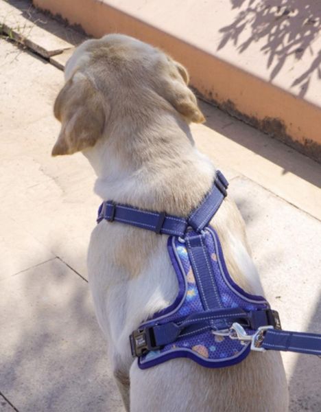 dog collars & leashes pet nylon harness vest no pull padded dogs adjustable reflective safe breast strap s/m/l/xl size
dog collars & leashes pet nylon harness vest no pull padded dogs adjustable reflective safe breast strap s/m/l/xl size