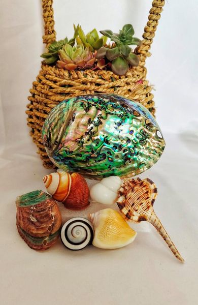 novelty items natural conch shells mini corn screw home decoration diy aquarium landscape seashells crafts/party decor
novelty items natural conch shells mini corn screw home decoration diy aquarium landscape seashells crafts/party decor